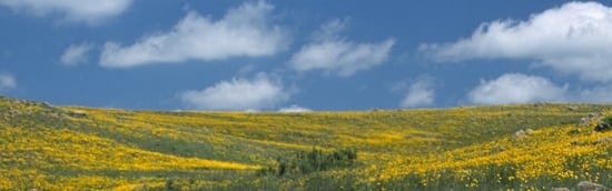 Yellow flowers on the Wichita Mountains