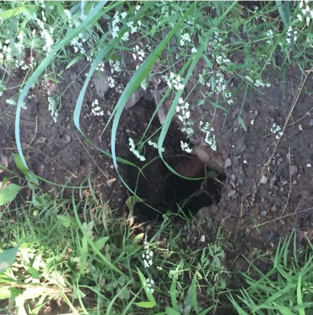 FOW Trail Maintenance - Photo by Emelie Stahler