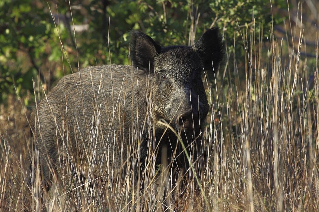 Sow near French Lake RJOnes