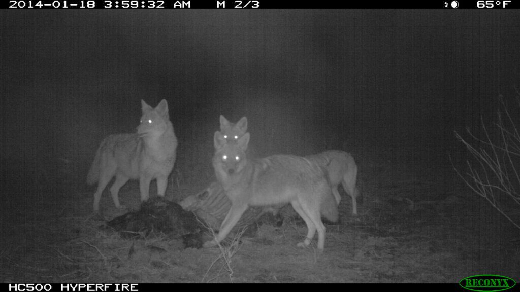Invasive Species - Coyotes - Closure