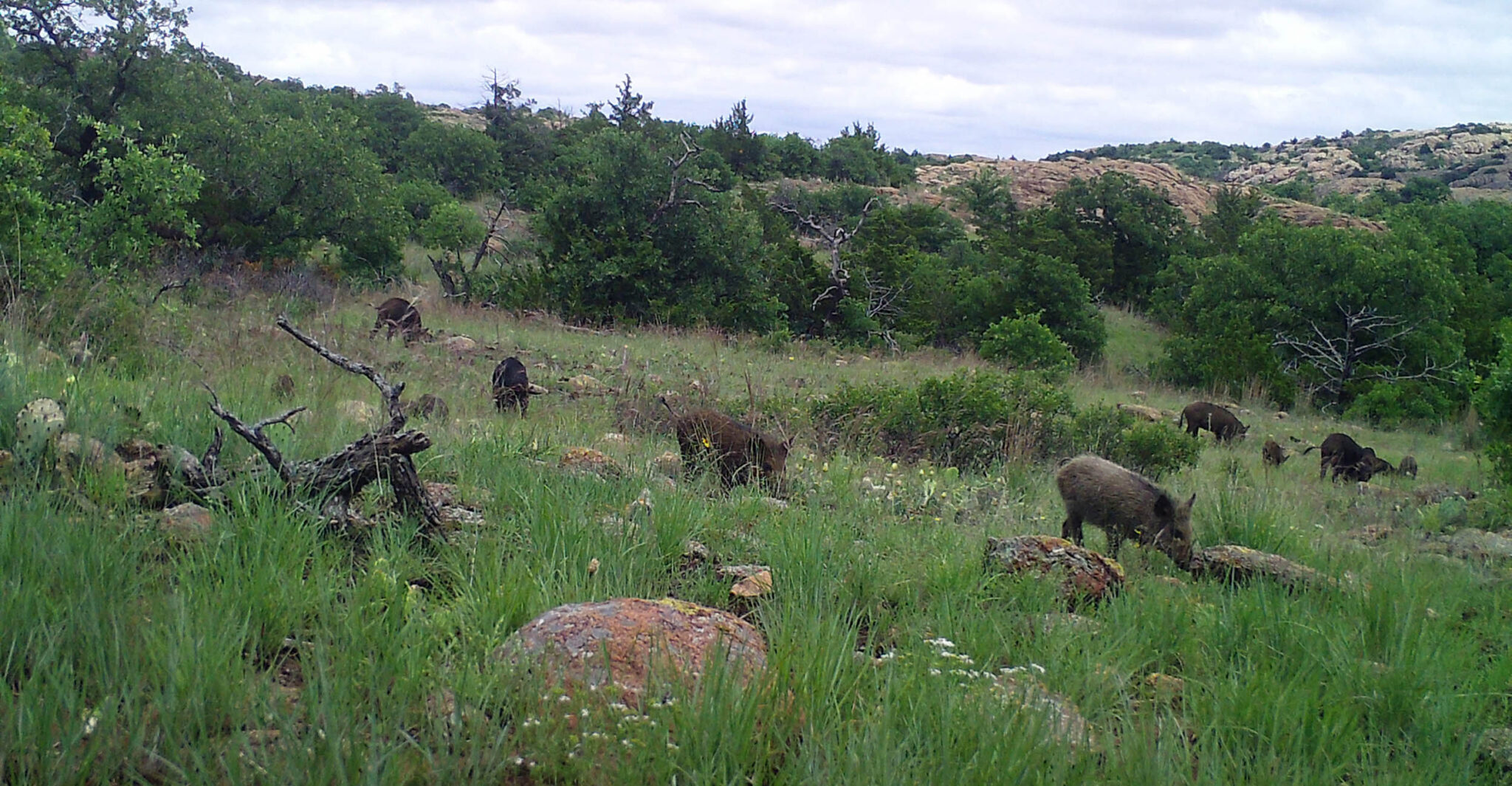 Southern region land-grant researchers look for solutions to feral hog ...