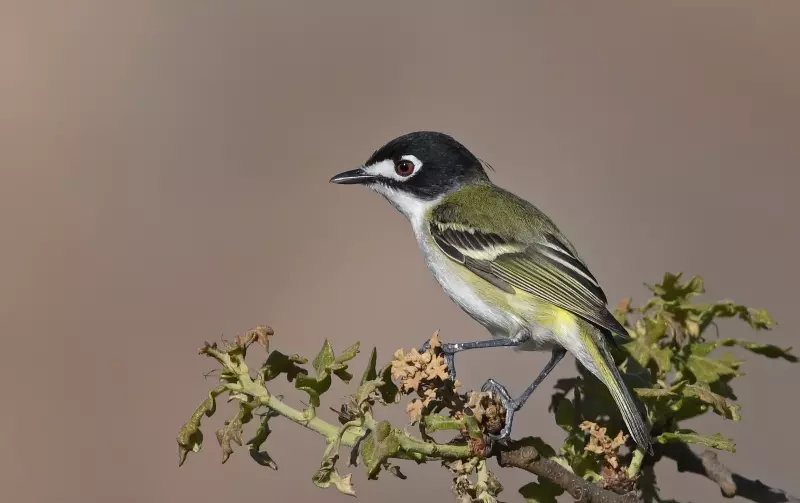 A black-capped vireo perches in a scrub oak.