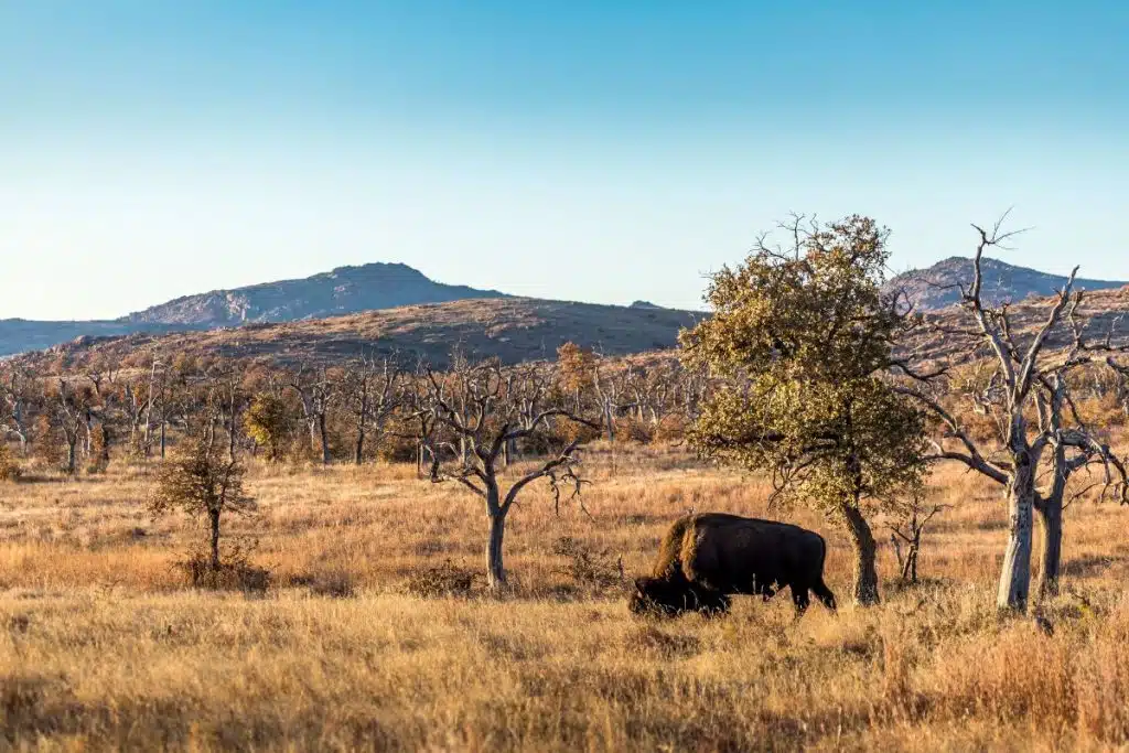 Wichita Mountains Wildlife Refuge