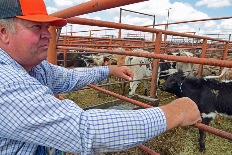Refuge Texas longhorn auction answers the question “Where’s the beef”