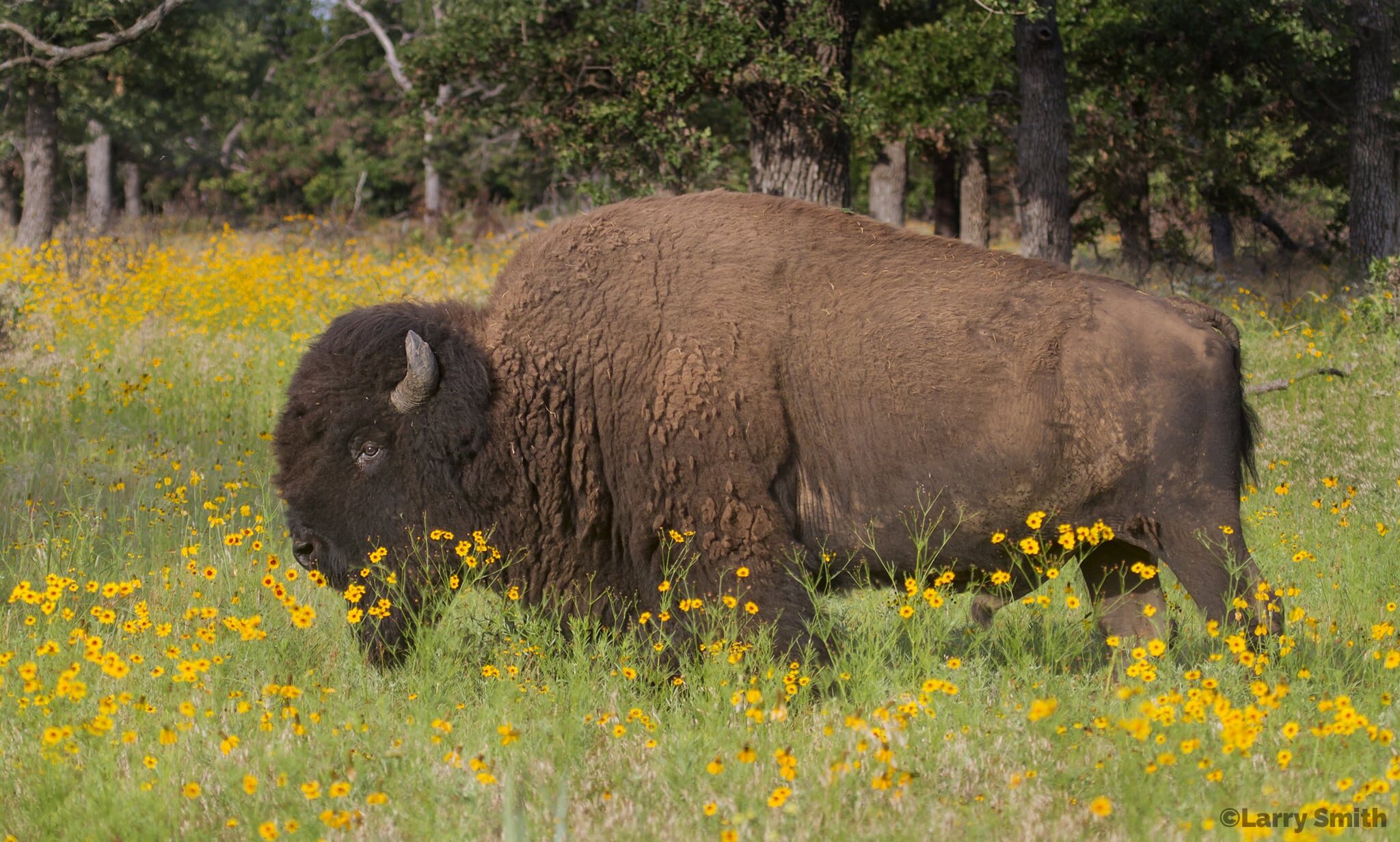 Bison with Wildflowers. Wichita Mountains Wildlife Refuge. Photo courtesy of Larry Smith.