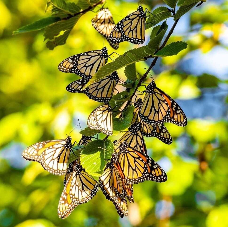 Monarchs by Ted Warkentin